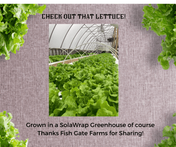 Lettuce in a SolaWrap Greenhouse