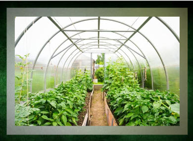 Greenhouse with clearn poly covering