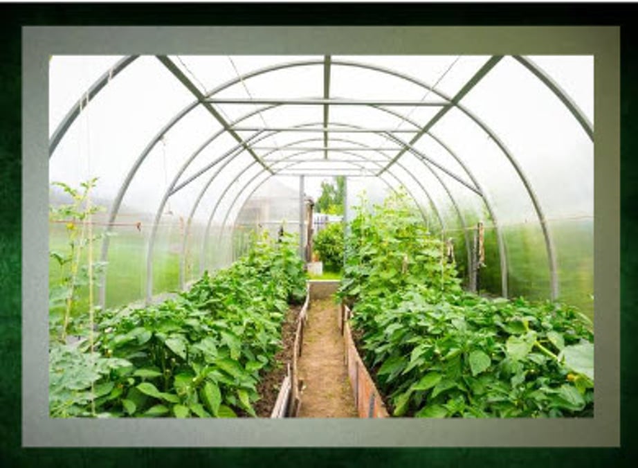 Greenhouse Plastic...which one should you use?