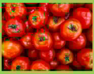 How to grow tomatoes in a greenhouse
