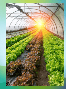 Light coming into a greenhouse. Call the experts  SolaWrap Greenhouses  866 597 9298