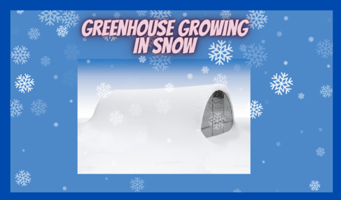 greenhouse growing in Snow SolaWrap
