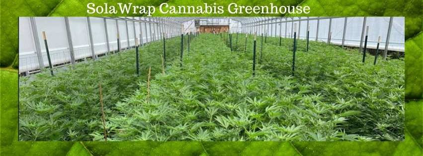 Cannbis greenhouse SolaWrap