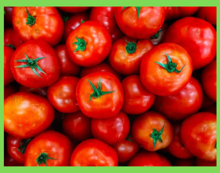 Growing Tomatoes in a Greenhouse!